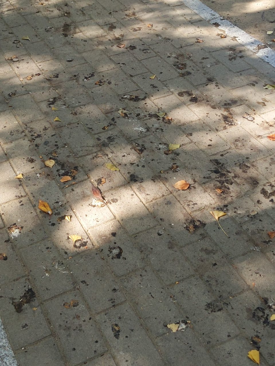 보도블록 변형